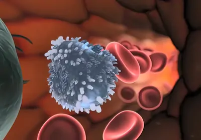 an immune cell in blood